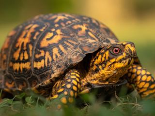Box Turtle
