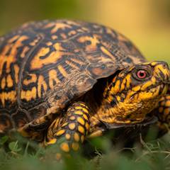 Box Turtle