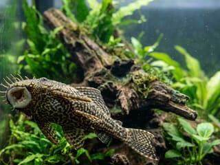 Bristlenose Pleco