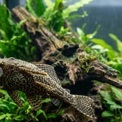 Bristlenose Pleco