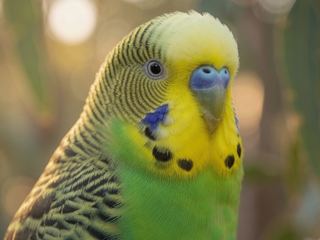 Budgie / Parakeet