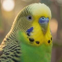 Budgie / Parakeet