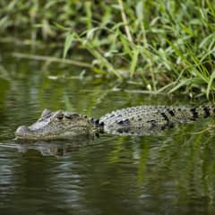 Spectacled caiman floating at the edge of a pond with only its eyes, bony brow ridge and snout above the water
