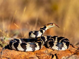 California Kingsnake