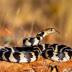 California Kingsnake