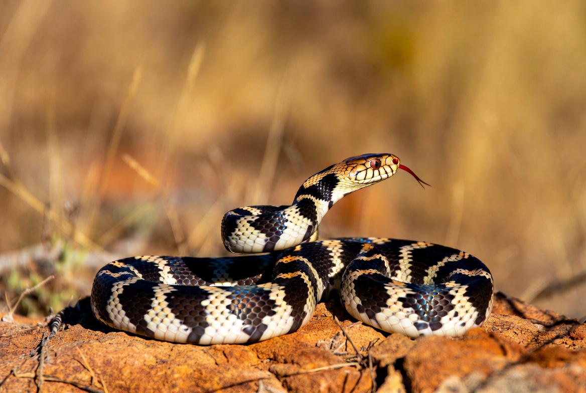 California Kingsnake