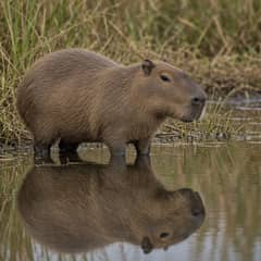 Adult capybara resting at the edge of shallow water with reeds behind it