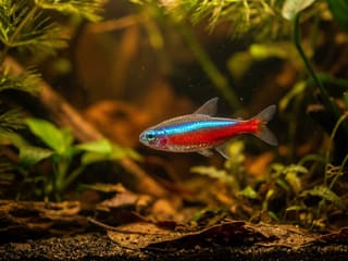 Cardinal Tetra