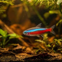 Cardinal Tetra