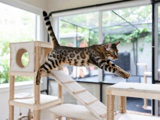 Bengal: Breed Quirks