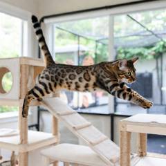 Bengal