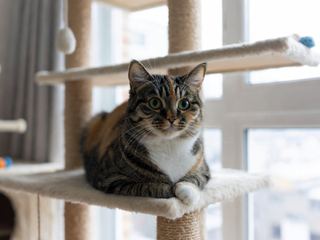Domestic Shorthair: Breed Quirks
