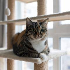 Domestic Shorthair