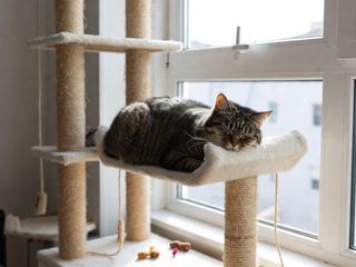 Cat Care: The Essentials