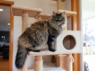 Maine Coon: Breed Quirks