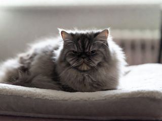 Persian: Breed Quirks