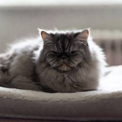 Persian