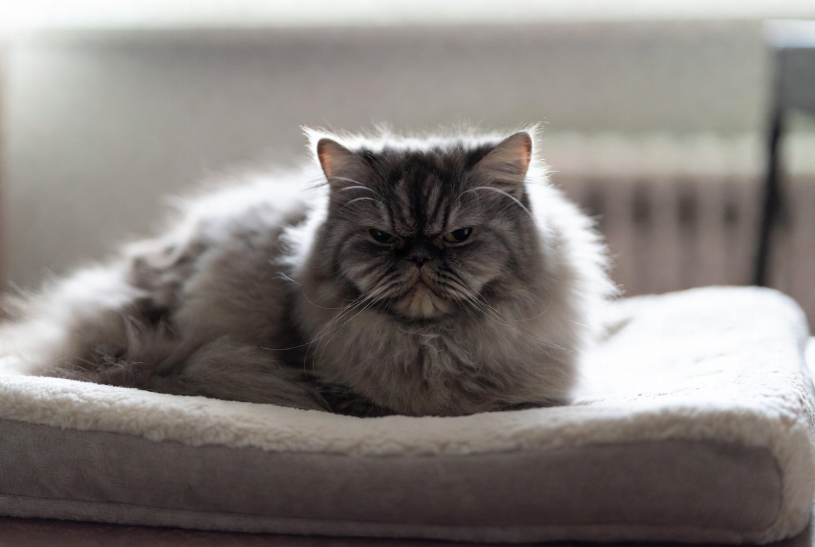 Persian: Breed Quirks - Cat