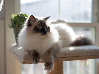 Ragdoll: Breed Quirks