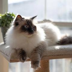 Ragdoll