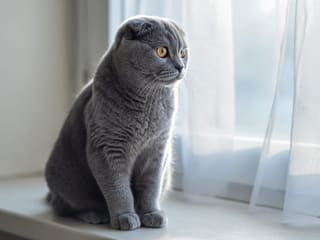 Scottish Fold: Breed Quirks