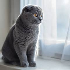 Scottish Fold