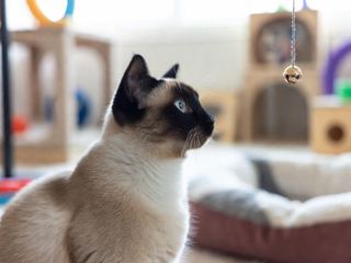 Siamese: Breed Quirks