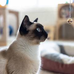 Siamese