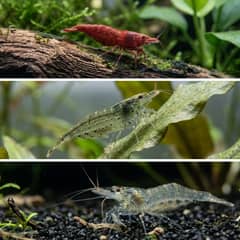 Grid of a cherry shrimp, an Amano shrimp, and a ghost shrimp in planted freshwater tanks