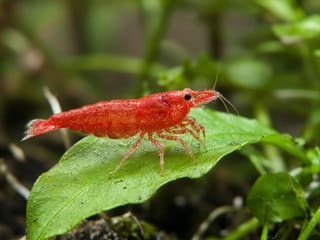 Cherry Shrimp