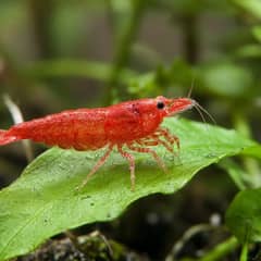 Cherry Shrimp