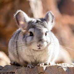 Chinchilla