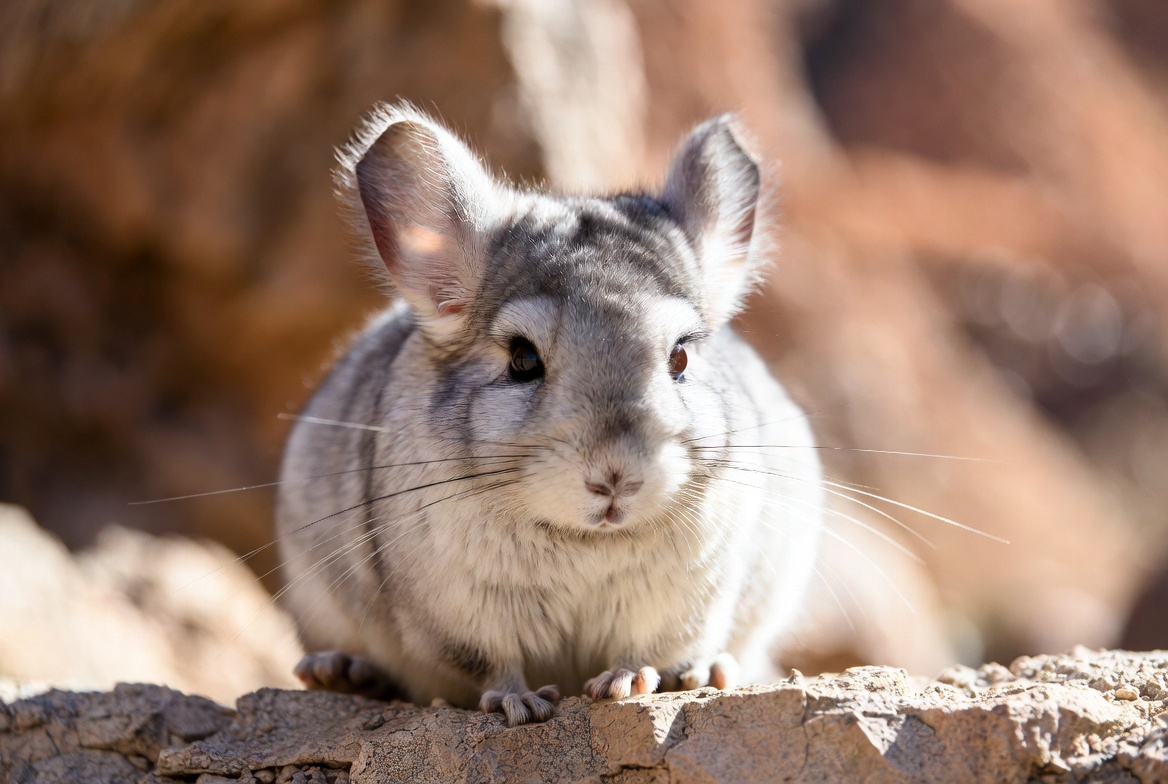 Chinchilla