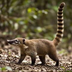 White-nosed coati walking along a fallen trunk with its long banded tail held straight up and its pale snout toward the ground