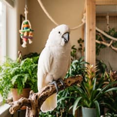 Umbrella cockatoo perched calmly on a natural wood stand