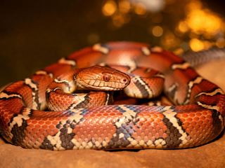 Corn Snake