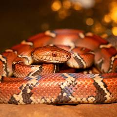 Corn Snake