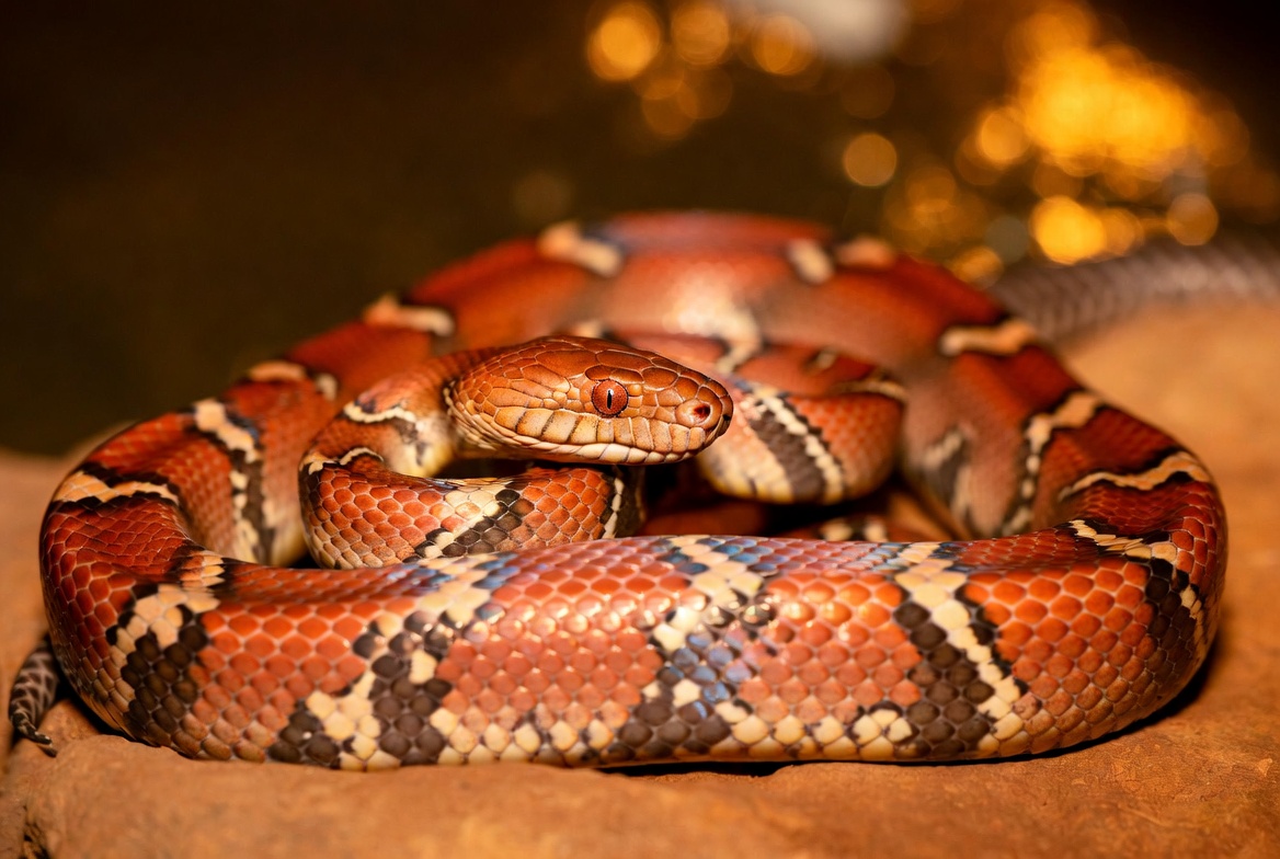 Corn Snake