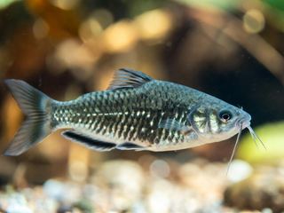 Corydoras Catfish