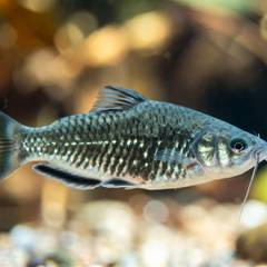Corydoras Catfish