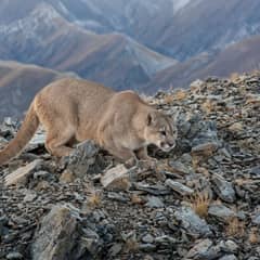 Cougar crouched on a rocky mountain slope with its tawny coat against the gray stone