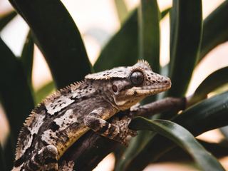 Crested Gecko