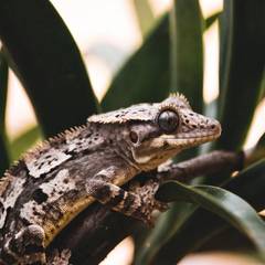 Crested Gecko