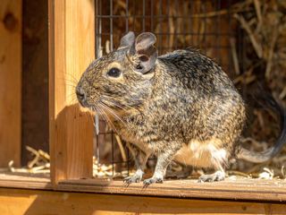 Degu