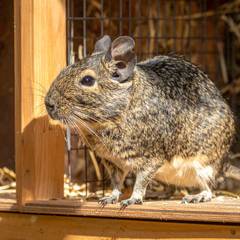 Degu