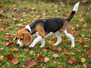 Beagle: Breed Quirks