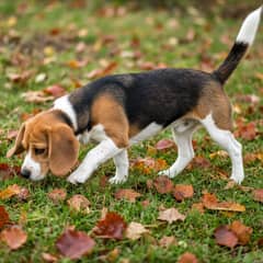Beagle