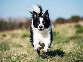 Border Collie: Breed Quirks