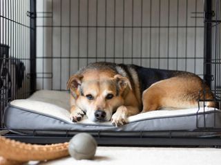 Dog Care: The Essentials