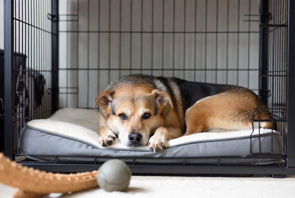 Dog Care: The Essentials - Dog